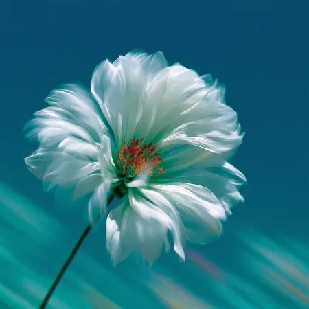 Nature photograph used in a custom code effect built by the Framer agent