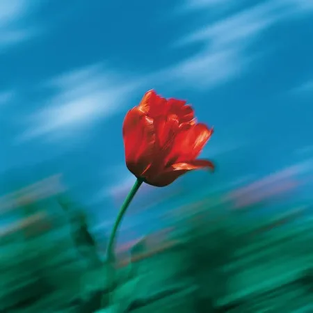 Nature photograph used in a custom code effect built by the Framer agent
